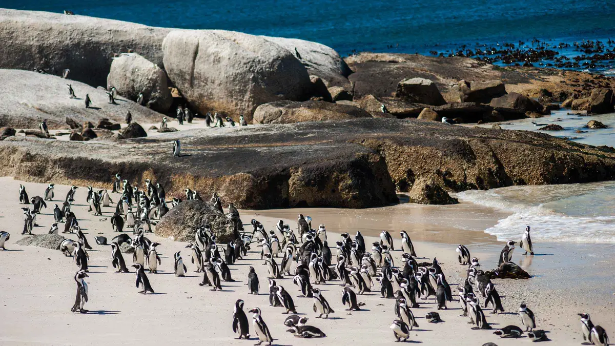 African penguins nesting beside the viewing boardwalk on a Boulders Beach penguin tour from Cape Town