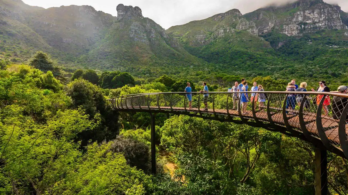 Boomslang tree canopy walkway curving through Kirstenbosch Botanical Garden, Cape Town