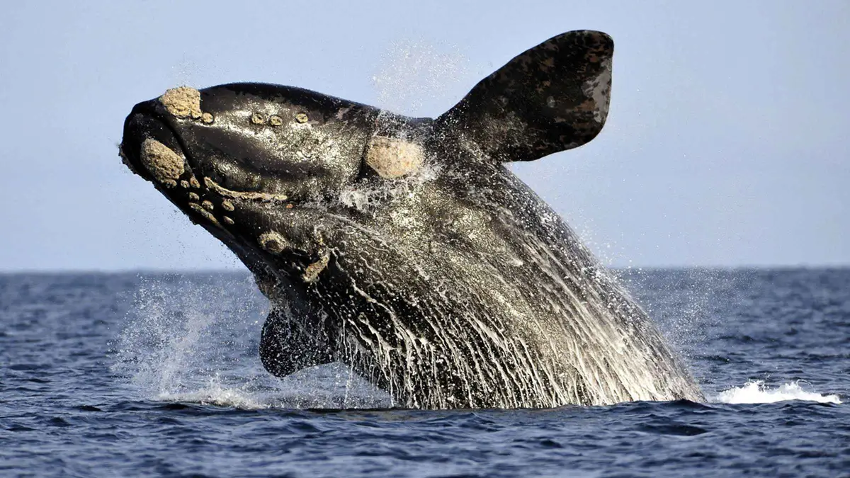 Southern right whale surfacing beside a whale-watching boat near Hermanus on a trip from Cape Town