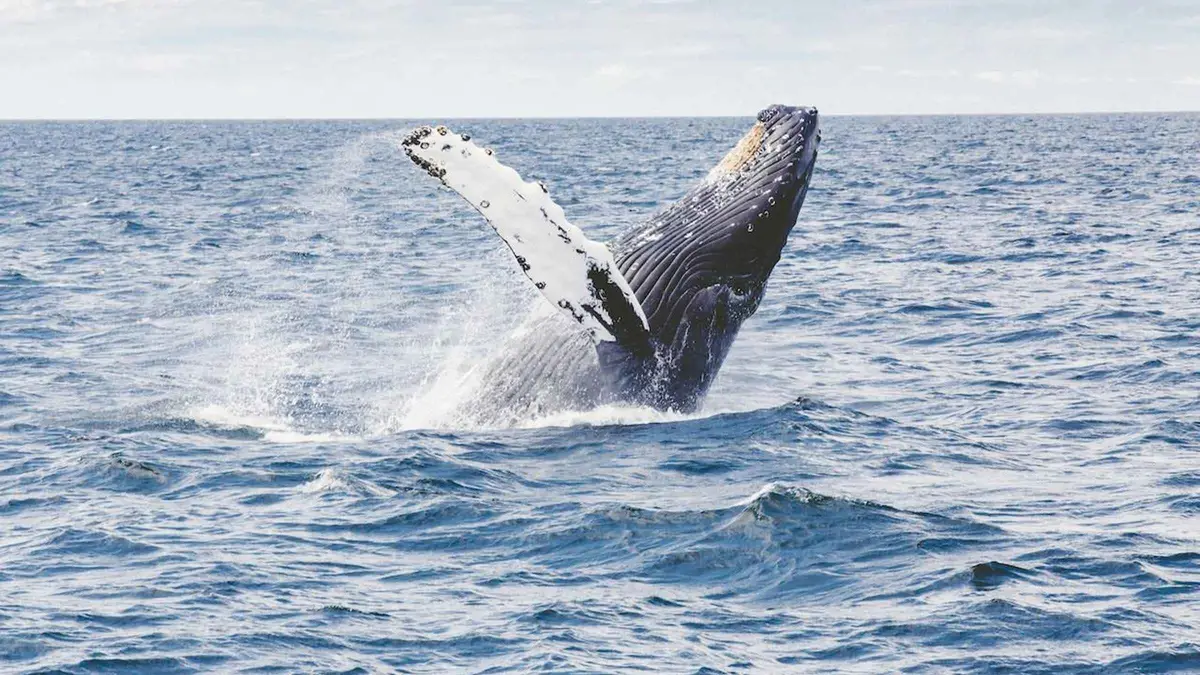 Whale watchers on the Hermanus cliff path during a full-day seaside tour from Cape Town