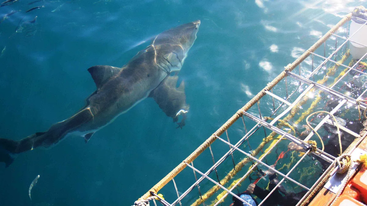 Divers in a surface cage watching a shark pass in Gansbaai on a cage diving trip from Cape Town